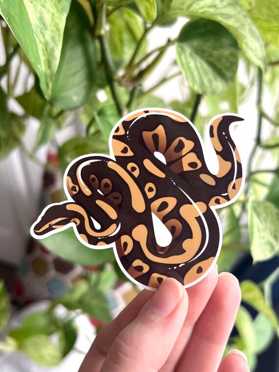 Pastel Vs Normal Ball Python