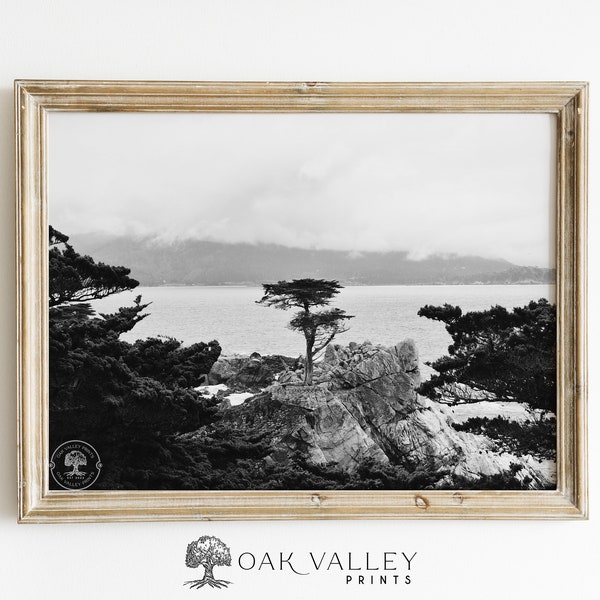 Lone Cypress, Pebble Beach, California, west coast art, golf art, pebble beach art, lone cypress photo, wall art, home decor, cypress print