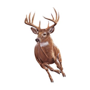 Running Deer Decal, Deer Decal, Hunting deer decal, deer decal for truck, deer, hunting decal, permanent vinyl deer decal, Running  deer