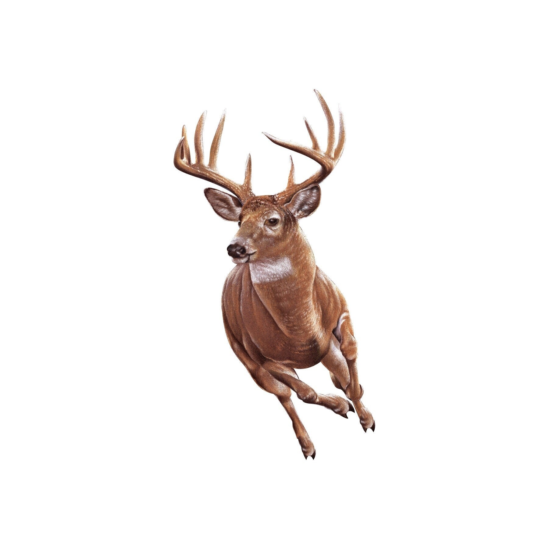 Running Deer download, deer download, deer hunting download, deer hunting, deer hunting download, full color deer download, deer, hunting