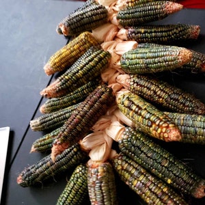 Heirloom green dent corn