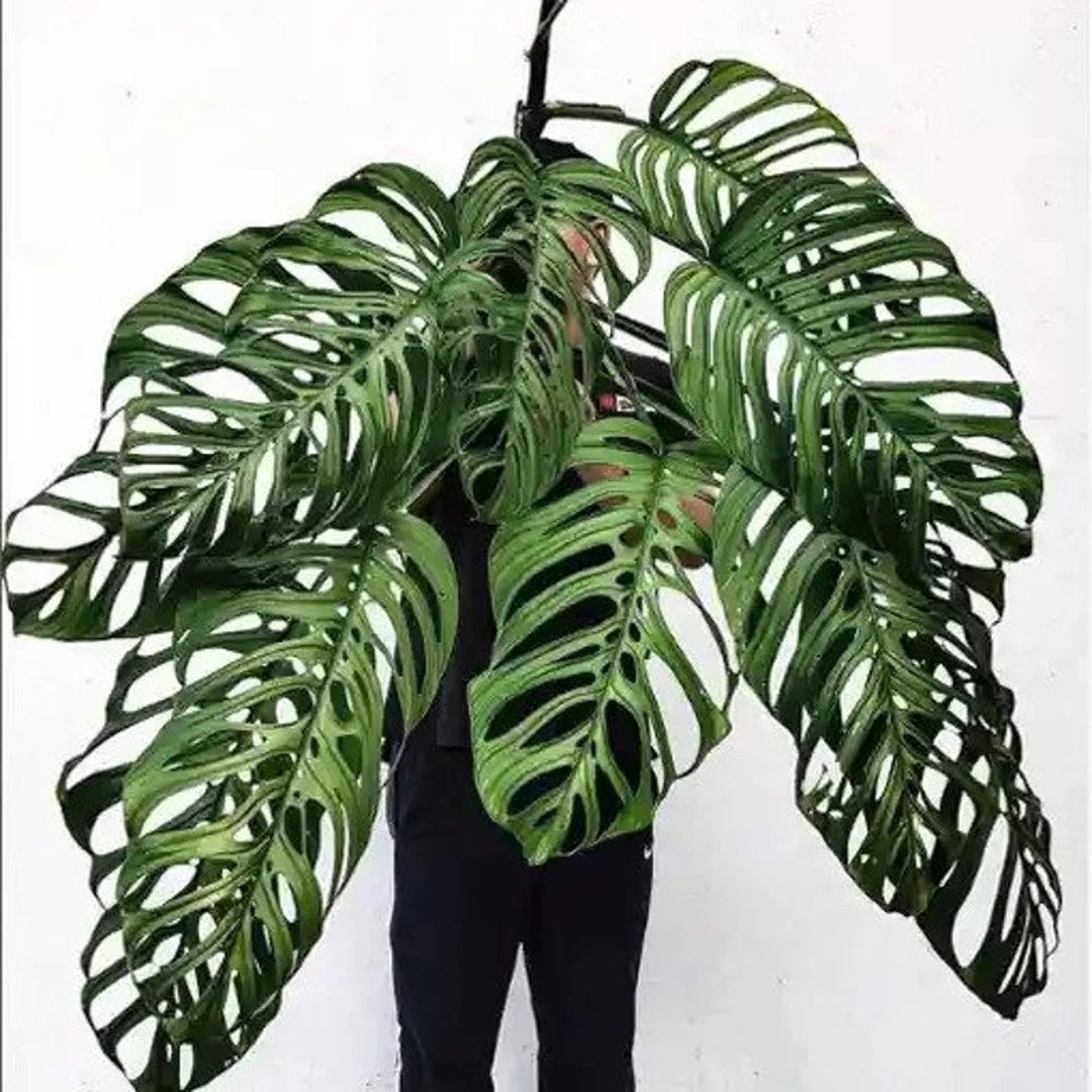 Monstera Esqueleto Starter Plant ALL STARTER PLANTS Require You to
