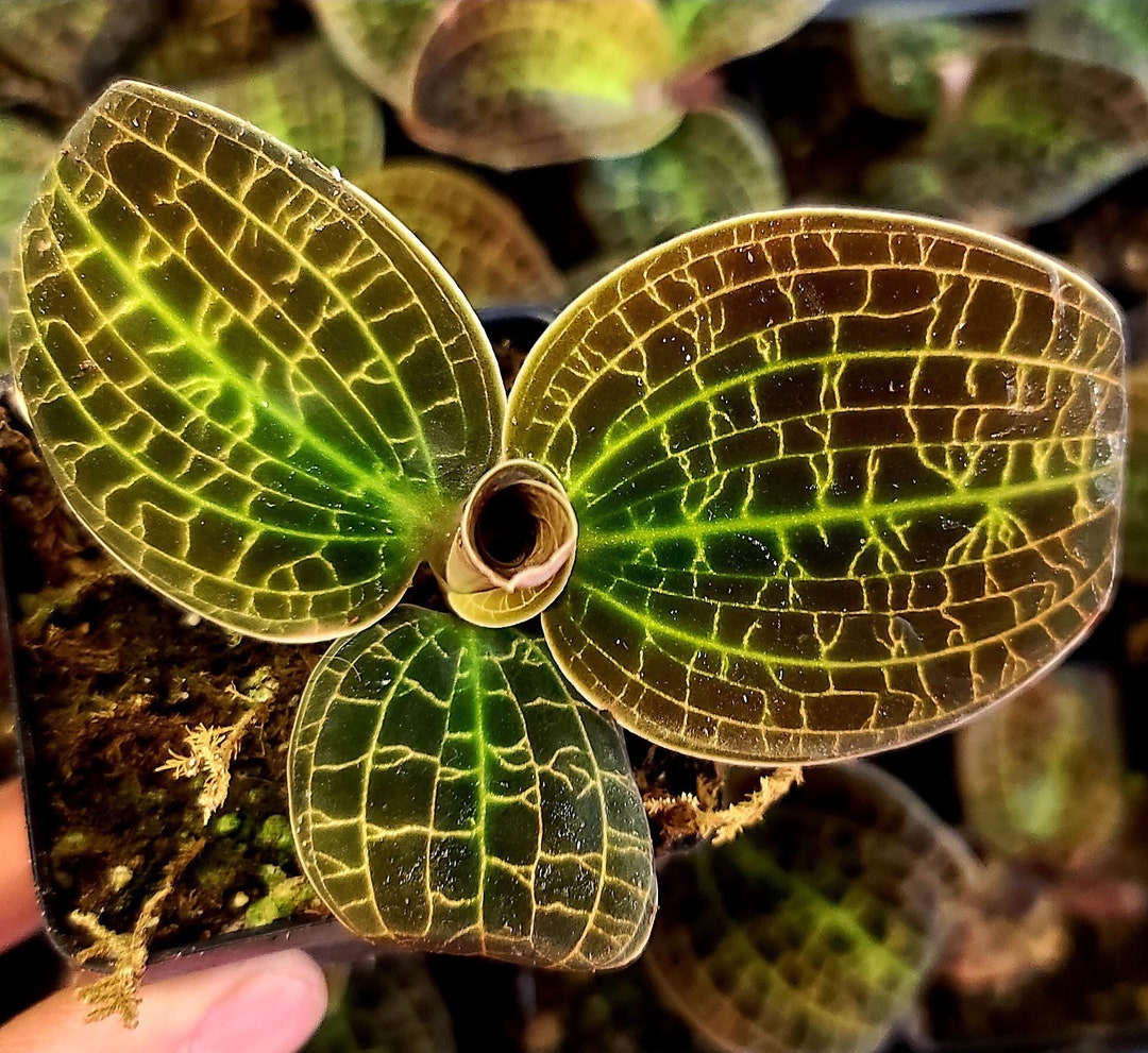 Macodes Gold Dust Starter Plant ALL Starter Plants Require You to