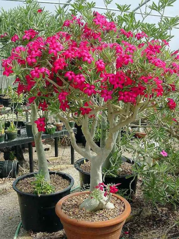 Desert rose red starter plant **(ALL starter plants require you to purchase  ANY 2 plants!)**