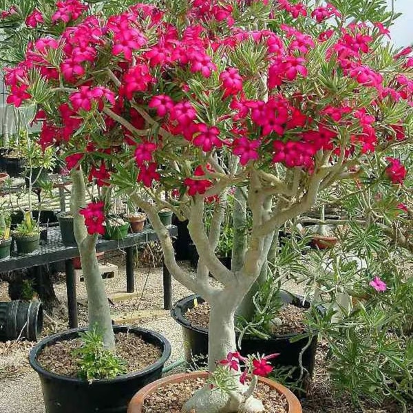 COLIBYOU Desert Rose Bonsai Plant - Adenium Obesum - Bosnia And