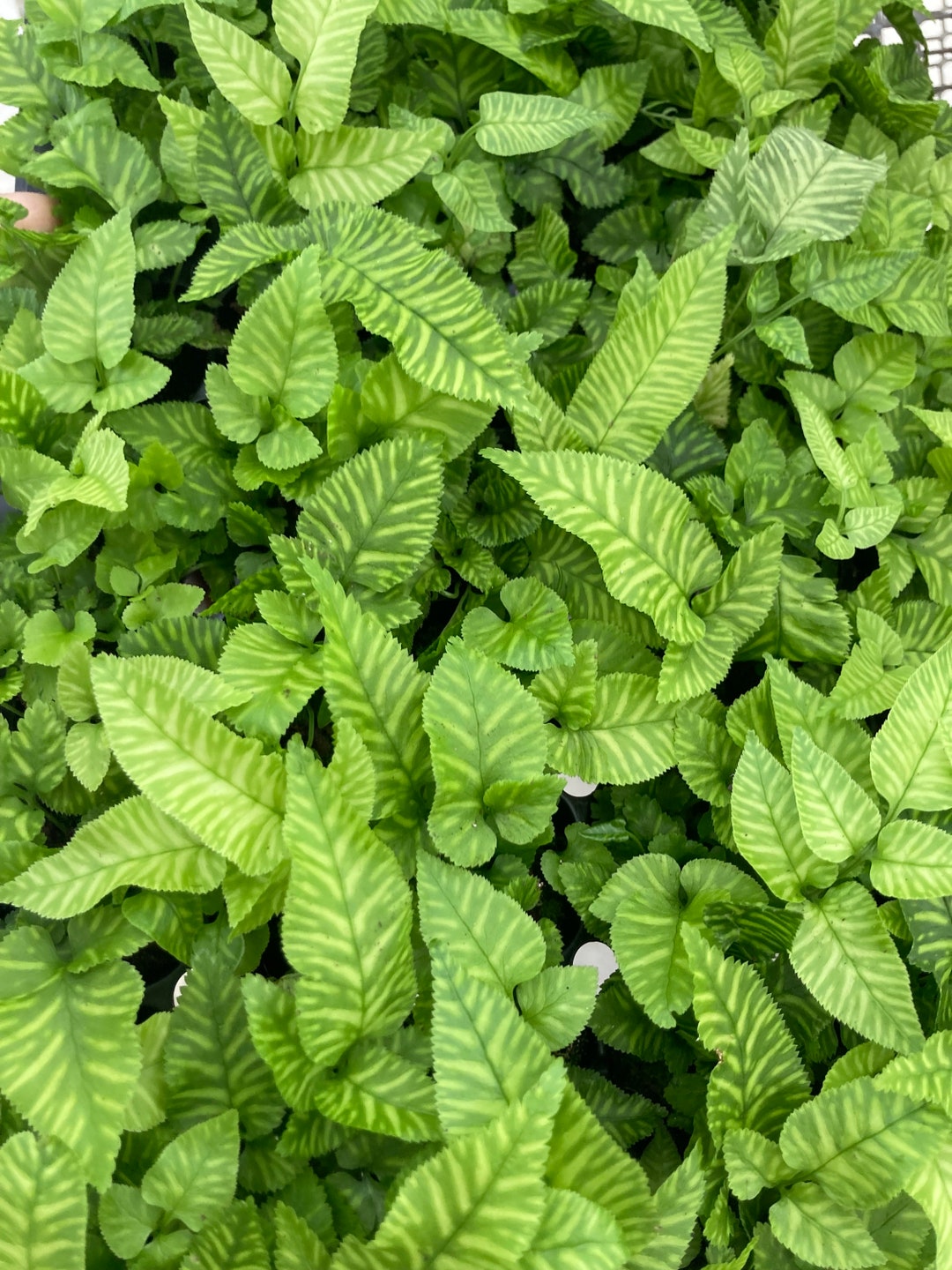 Golden Zebra Bamboo Fern Variegated ALL Starter Plants Require You to