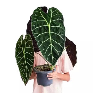 Alocasia Watsoniana “Jewel” (starter plant) ** ALL transactions require you to purchase 2 plants! **