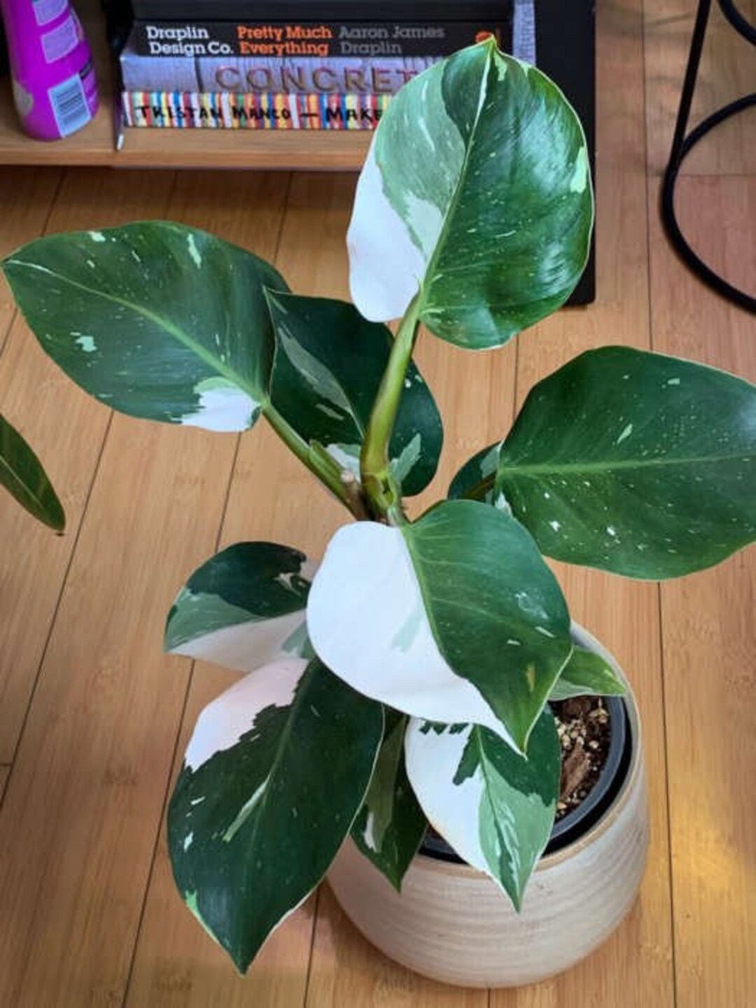 Philodendron White Knight Highly Variegated XL Etsy