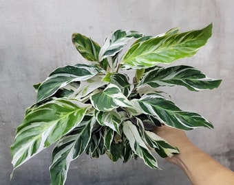 Calathea White Fusion starter plant (All transactions require you to purchase ANY 2 plants!)**