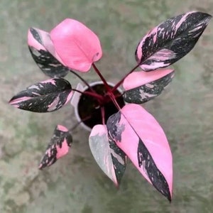 Philodendron black cherry pink princess starter **(ALL plants require you to purchase ANY 2 plants!)**