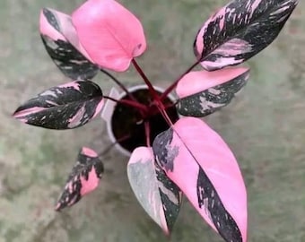 Philodendron black cherry pink princess starter **(ALL plants require you to purchase ANY 2 plants!)**