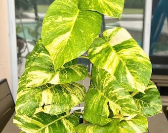 Giant Hawaiin Pothos starter plant **ALL starter plants require you to purchase any 2 plants**