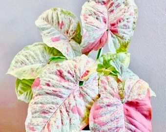 Syngonium Milk confetti starter Plant **(ALL STARTER PLANTS require you to purchase any 2 plants!)**