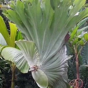 Platycerium Wandae Staghorn Fern starter plant **(ALL plants require you to purchase ANY 2 plants!)