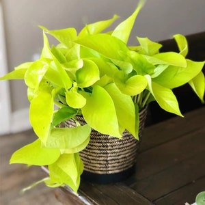 Neon Pothos starter plant **ALL starter plants require you to purchase any 2 plants**