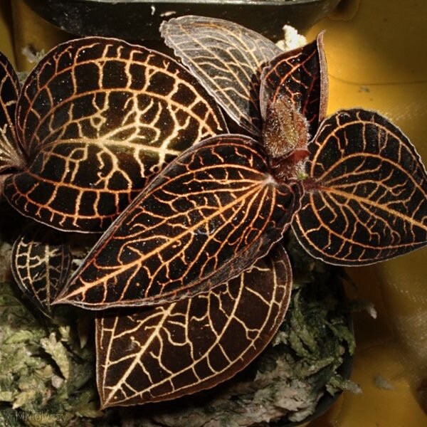 anoectochilus albolineatus Jewel orchid starter plant **(ALL starter plants require you to purchase any 2 plants!) **