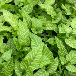 Golden Zebra Bamboo Fern Variegated ALL Starter Plants Require You to