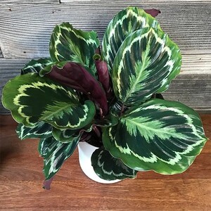 Calathea Medallion starter plant **(ALL starter plants require you to purchase any 2 plants!)**