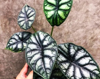 Alocasia Dragon moon “ melo x silver dragon” Starter Plant (ALL STARTER PLANTS require you to purchase 2 plants!)