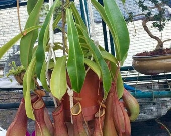 Nepenthes alata starter plant **(ALL plants require you to purchase ANY 2 plants!)**