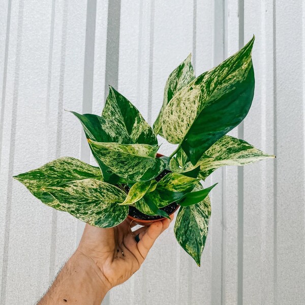 Pothos marble queen 4” ** (ALL PLANTS require you to purchase 2 plants!)**