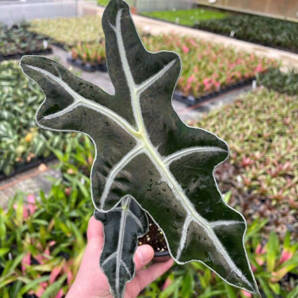 Alocasia Nobilis 4” (ALL plants require you to purchase ANY 2 plants!)**