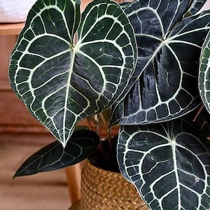 Anthurium clarinervium Starter Plant **(ALL PLANTS require you to purchase 2 plants!)**