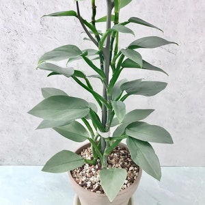 Philodendron silver sword (hastatum) Starter Plant **(ALL STARTER PLANTS require you to purchase 2 plants!)**