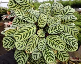 Calathea Burle Marx Starter Plant **(ALL STARTER PLANTS require you to purchase 2 plants!)**