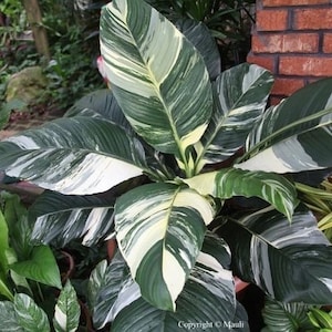 Variegated Peace Lily “sensation” starter plant **(ALL PLANTS require you to purchase ANY 2 plants!)**