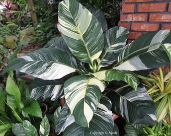 Variegated Peace Lily “sensation” starter plant **(ALL PLANTS require you to purchase ANY 2 plants!)**