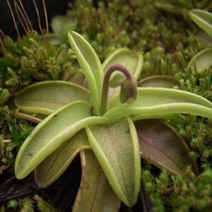 Pinguicula primuliflora Starter Plant **(ALL PLANTS require you to purchase 2 plants!)**