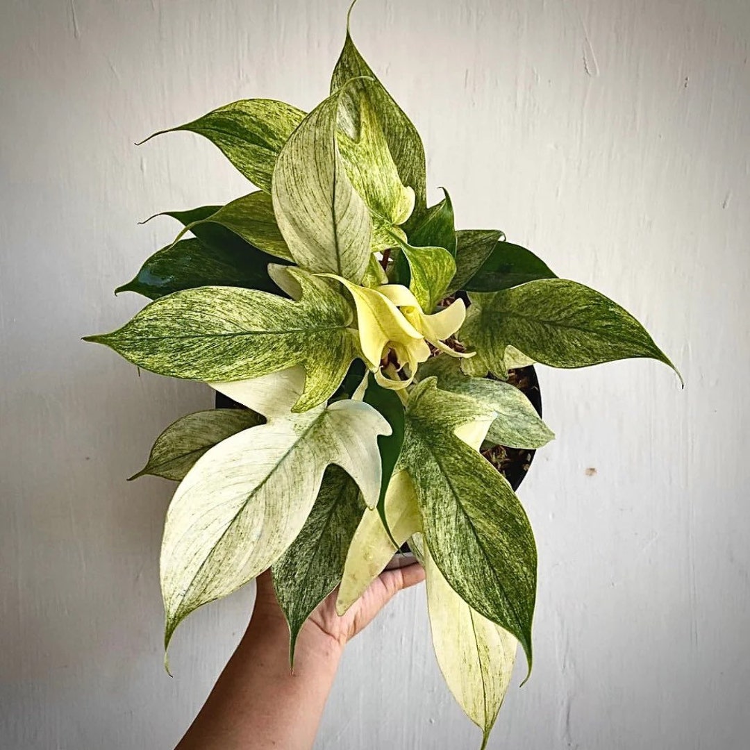 Philodendron Florida Ghost Mint Etsy