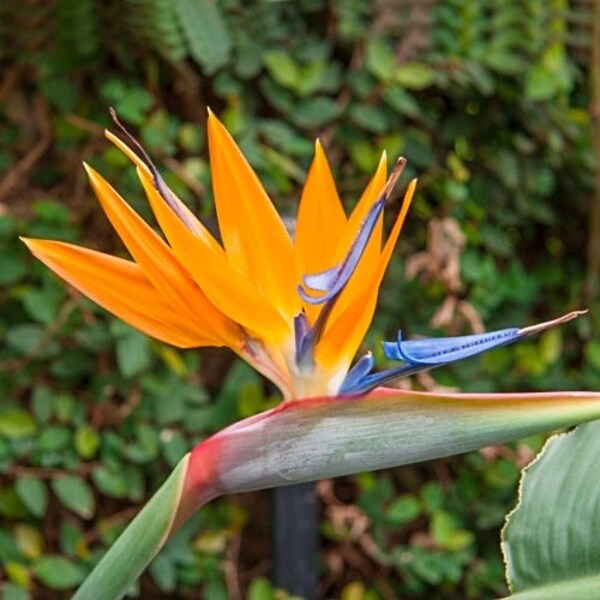 Orange Bird of Paradise starter plant **(ALL STARTER PLANTS require you to purchase 2 plants!)**