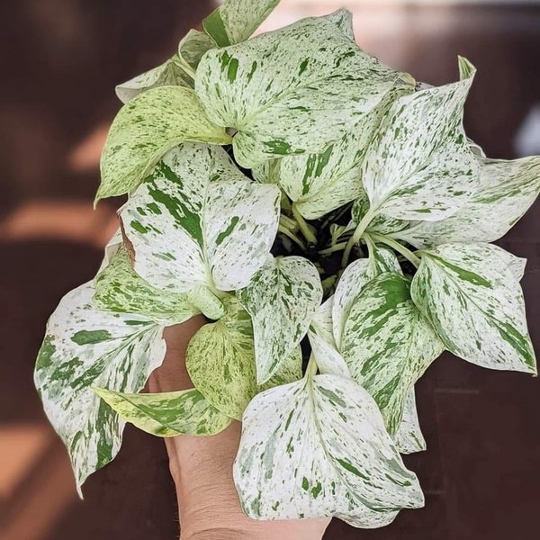 Pothos marble queen Starter Plant ** (ALL PLANTS require you to purchase 2 plants!)**