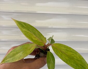 Philodendron golden lady **NEW hybrid** starter plant **(ALL purchases require you to purchase any 2 plants!)**