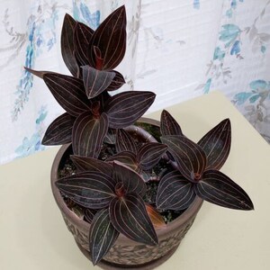 Ludisia discolor jewel orchid Starter Plant **(ALL starter plants require you to purchase any 2 plants!)