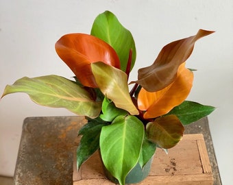 Prince of Orange Philodendron starter plant **ALL starter plants require you to purchase 2 plants! **