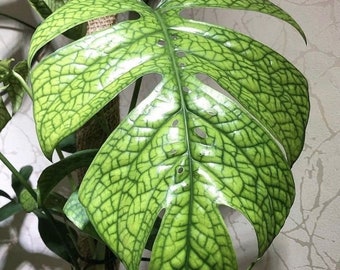 Spider man monstera “amydrium” Starter Plant **(ALL  PLANTS require you to purchase 2 plants!)**