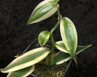 Super variegated vanilla starter plant (ALL STARTER PLANTS require you to purchase 2 plants!)**