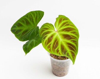 Philodendron Verrucosum Esmeraldas starter plant **(ALL starter plants require you to purchase any 2 plants!)**