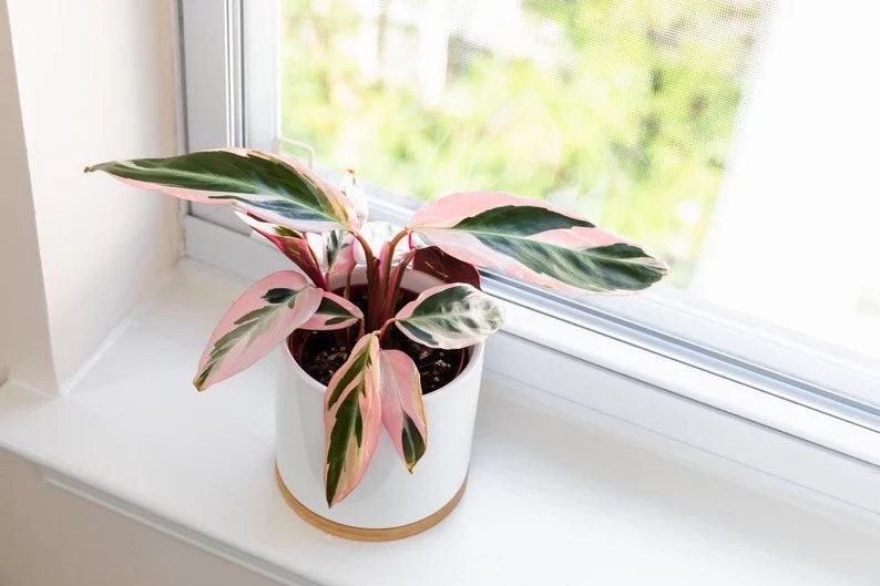 14+ Etsy Indoor Plants