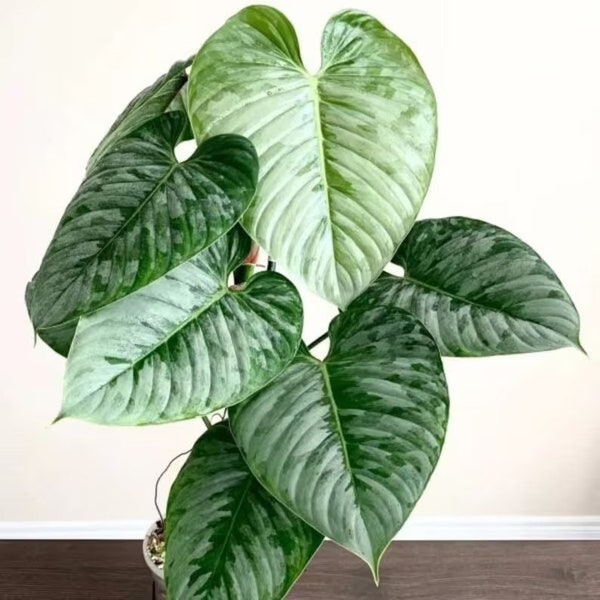 Philodendron Sodiroi starter plant **(ALL starter plants require you to purchase any 2 plants!)**