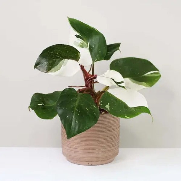 Philodendron White Knight starter plant **(ALL starter plants require you to purchase any 2 plants!)**