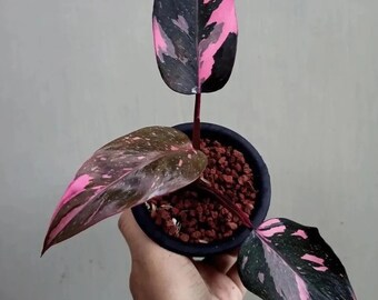 Philodendron black cherry pink princess #2 starter plant **(ALL plants require you to purchase ANY 2 plants!)**