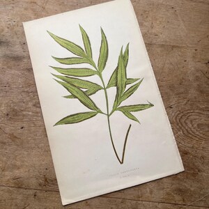 Antique Lowes Fern Print / Original Botanical Print
