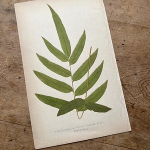 Antique Lowes Fern Print / Original Botanical Print