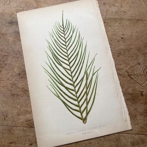 Edward Joseph Lowe Fern Print / Original Botanical Print