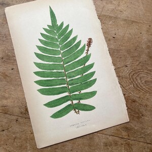Antique Lowe Fern Print / Original Botanical Print