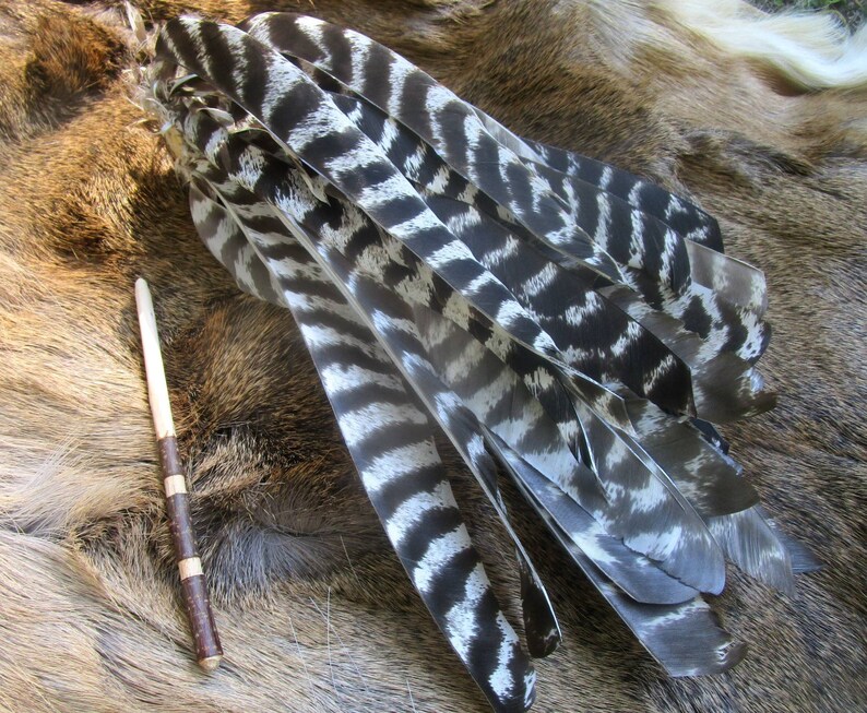 Eastern Woodlands Turkey Feather Hair Roach Etsy